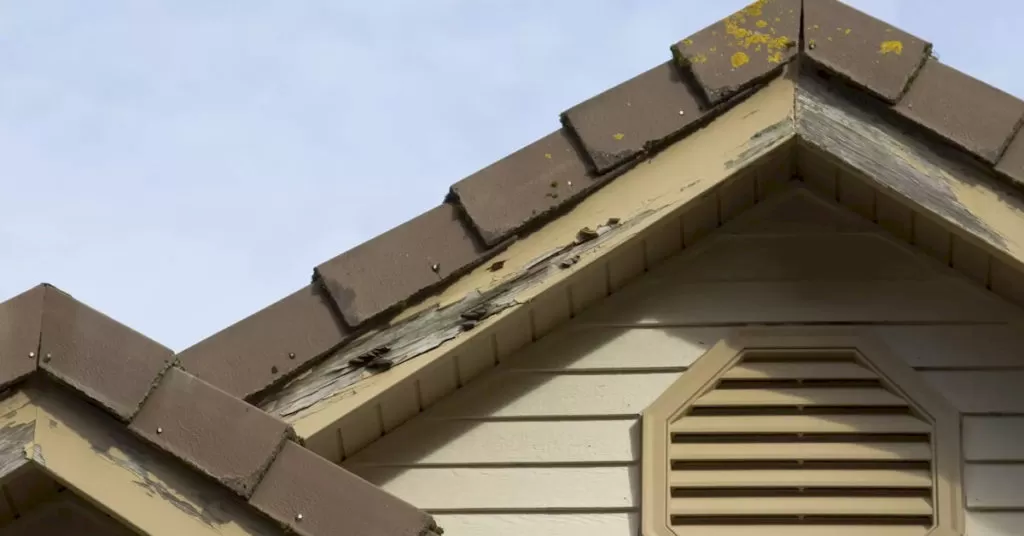 Termites Eat House