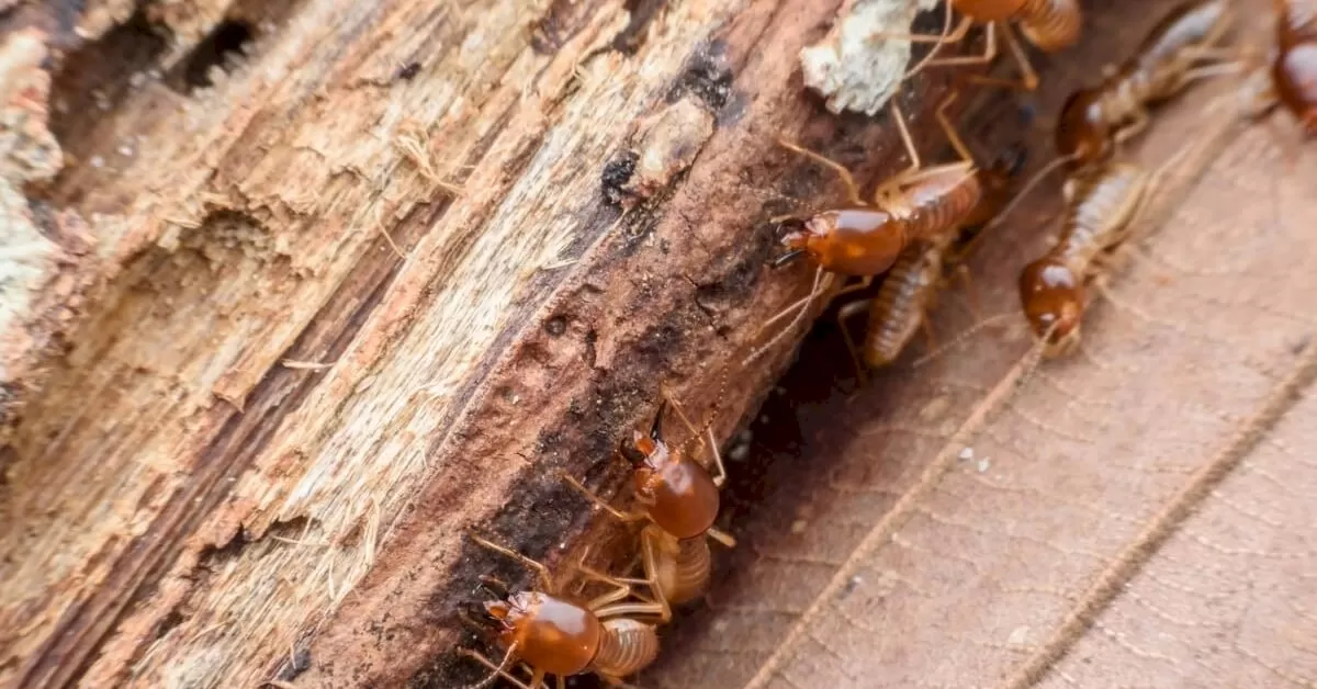 Termites Eat Wood