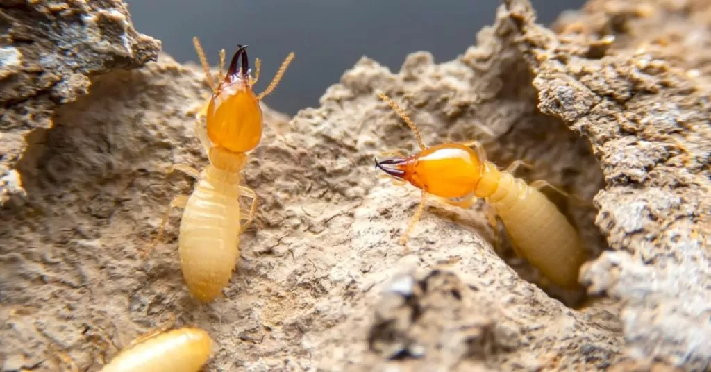 Termites Tunnel Wood