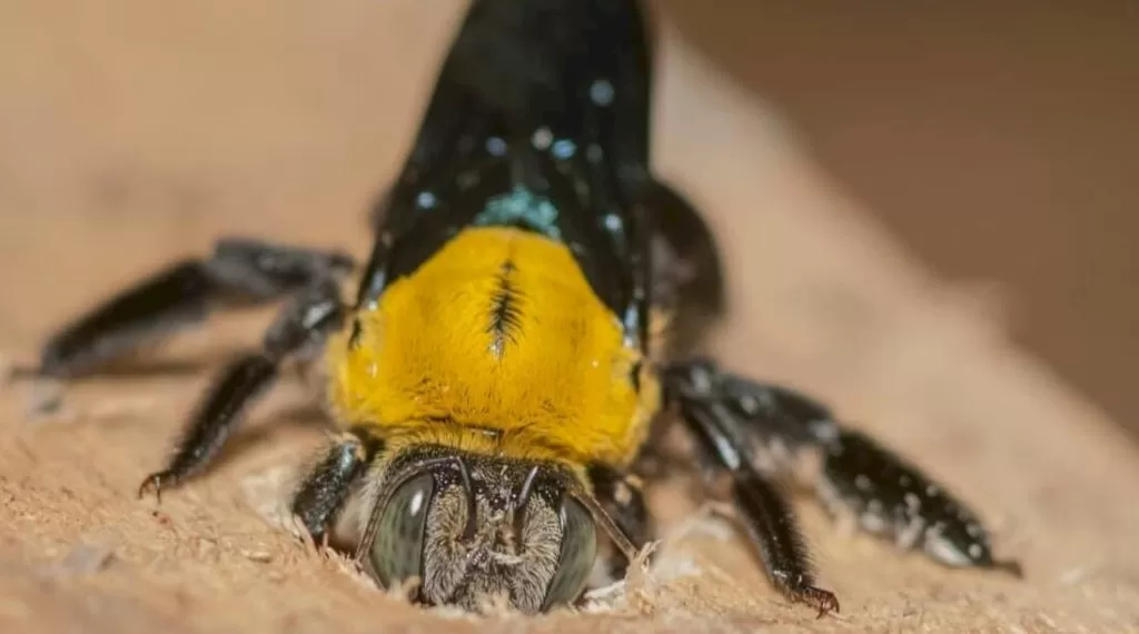 Carpenter Bee Eat Wood