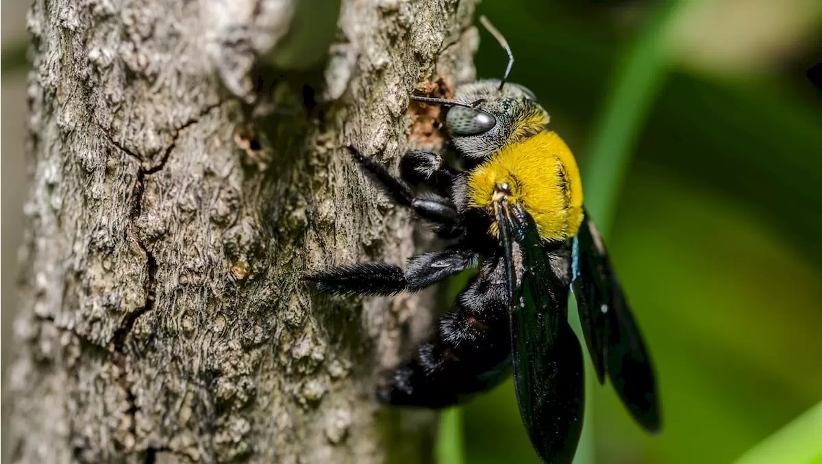 Carpenter Bees