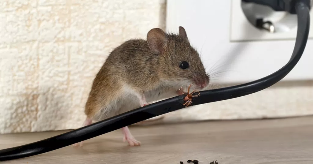 Mice Control