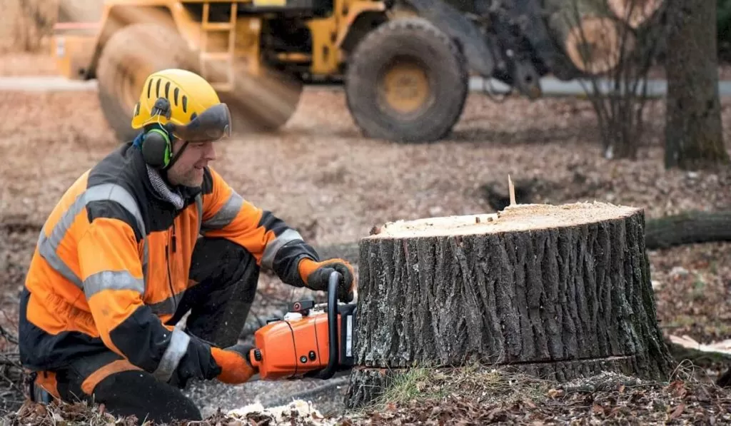 Stump Removal