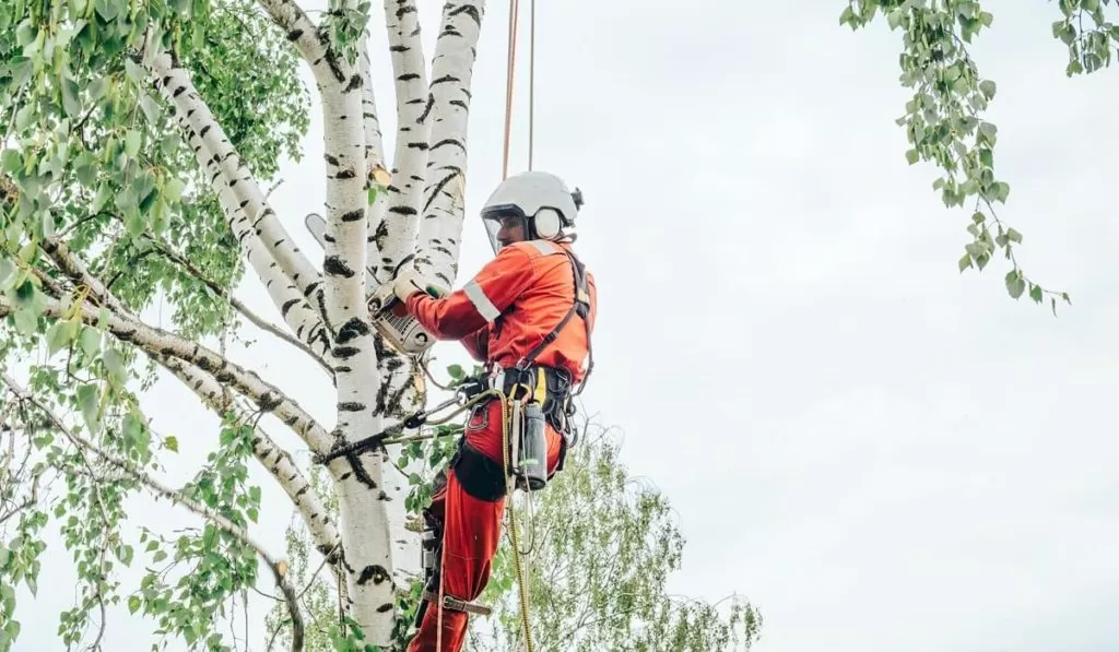 Tree Removal