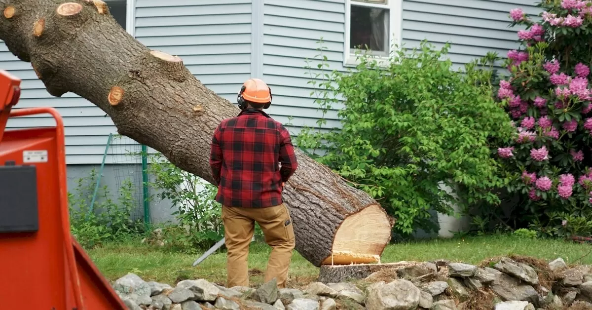 Tree Removal Cost