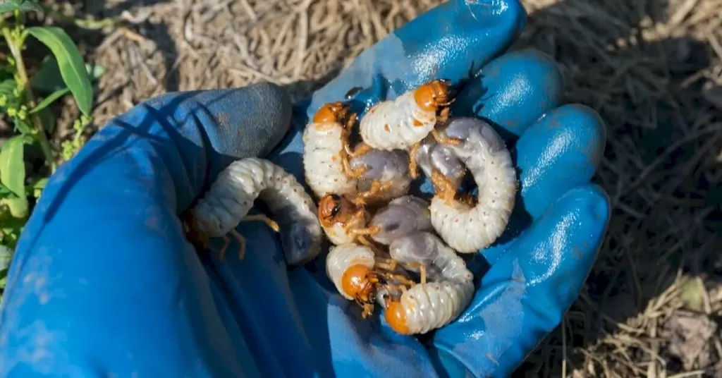 Get Rid Of Grubs