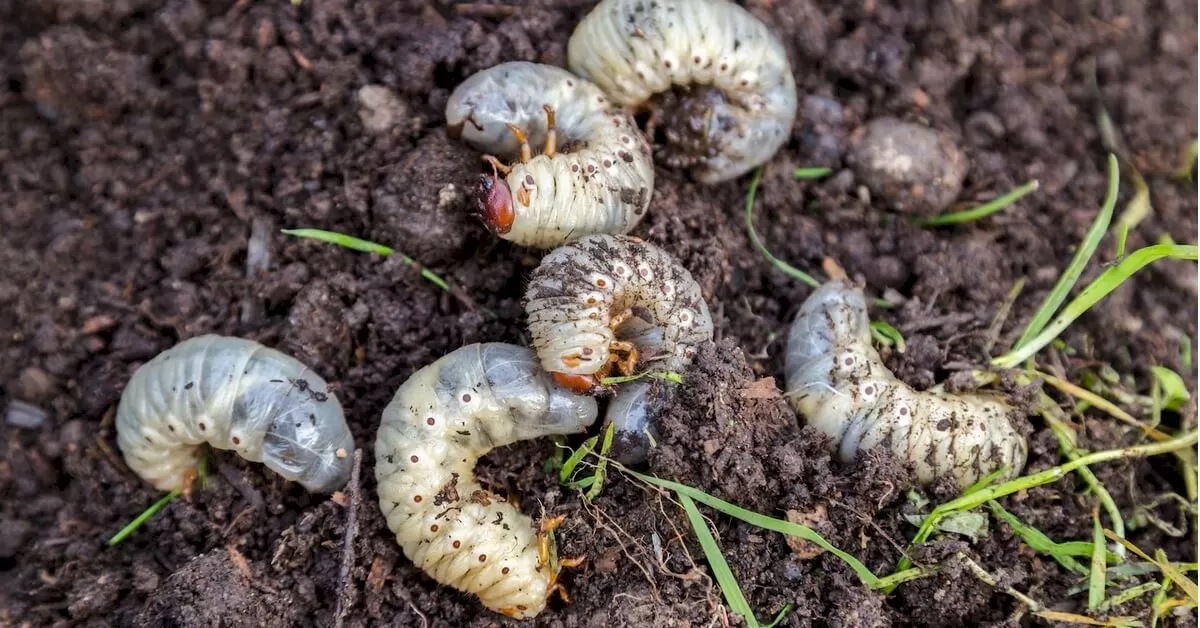 Grubs Yard